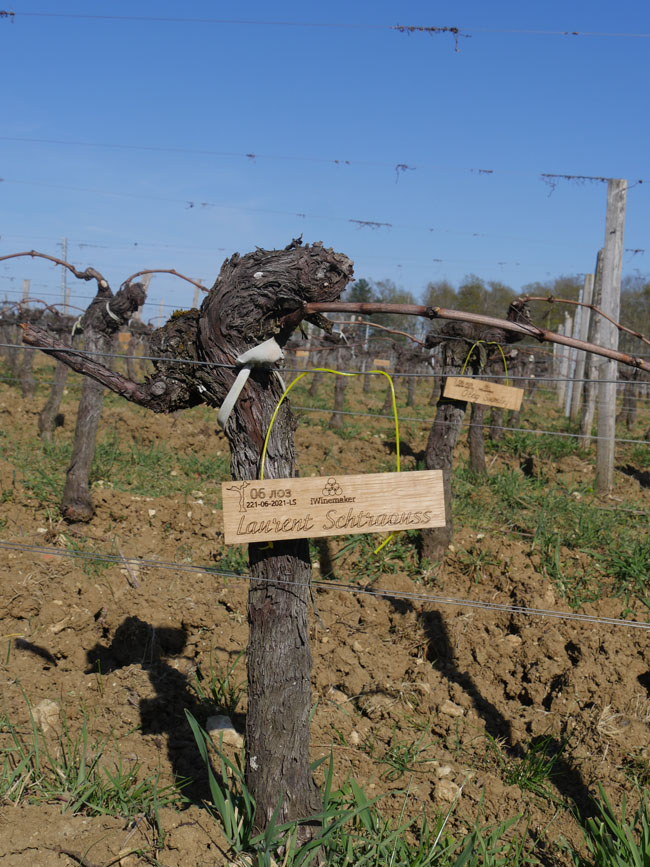 Виноградник на урожай